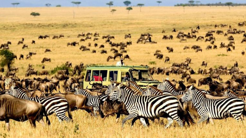 Serengeti: Where Dreams Roam Free